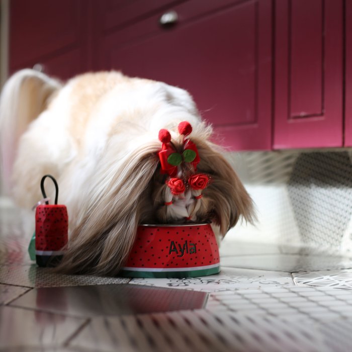 ālea Pet Bowl – Watermelon Edition × Ayla Pompom — foto 4