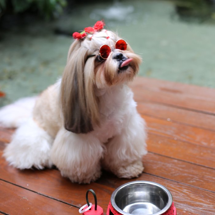 ālea Pet Bowl – Watermelon Edition × Ayla Pompom — foto 5