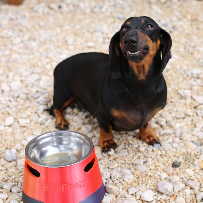 ālea Pet Bowl Wave × Cláudia — foto 6