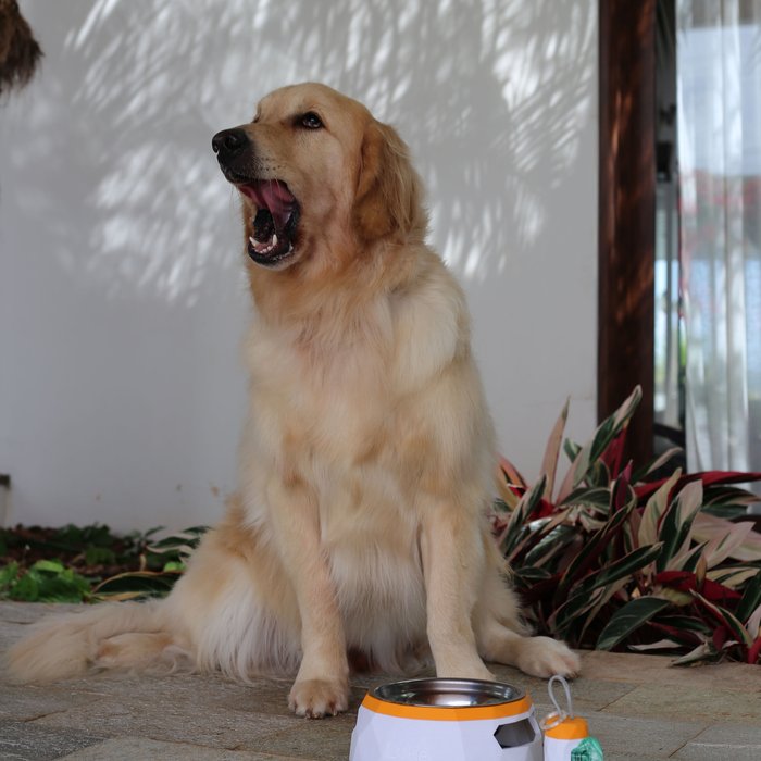 ālea Pet Bowl × Luke — foto 3