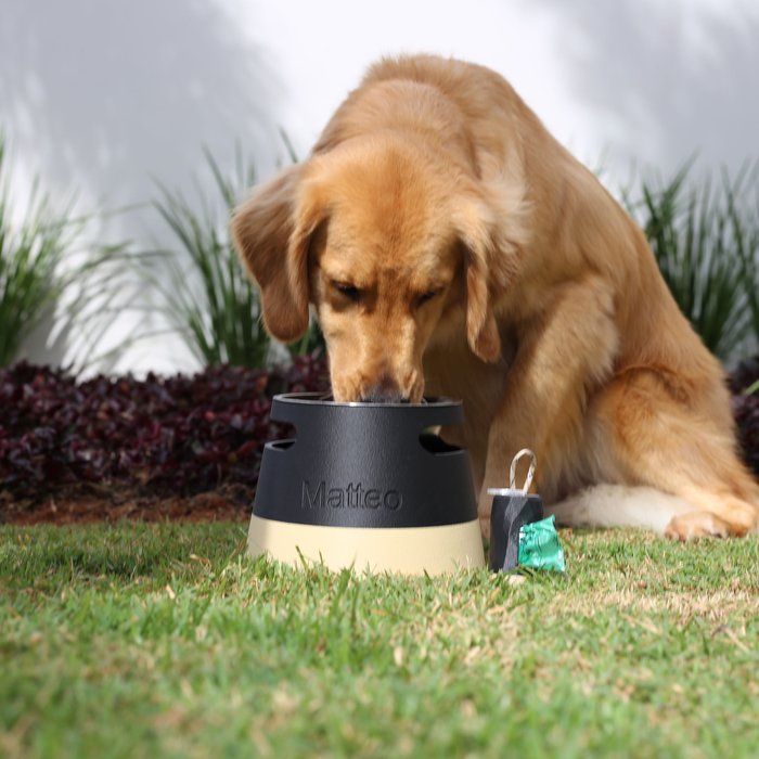 ālea Elevated Pet Bowl × Matteo — foto 4