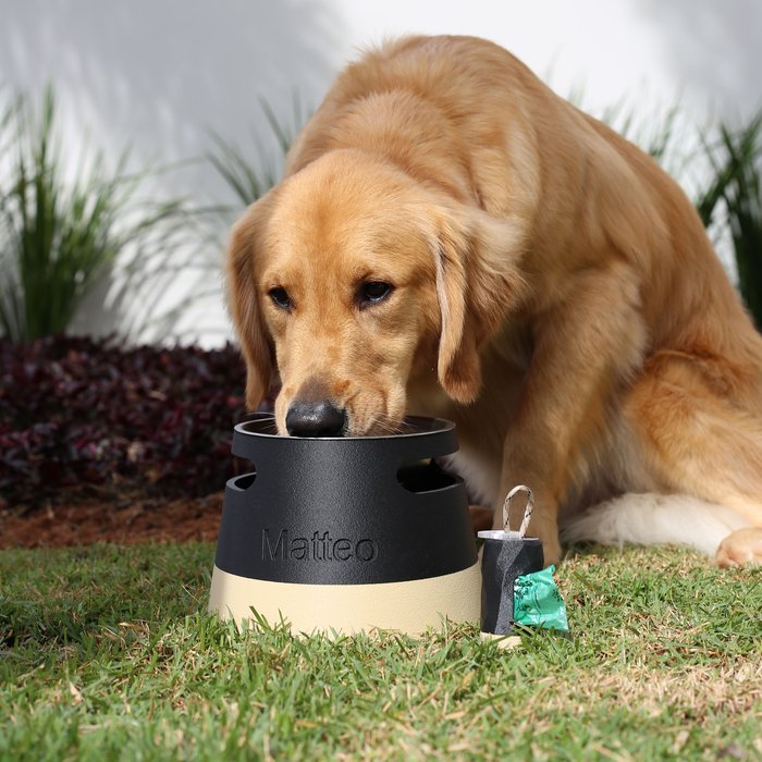 ālea Elevated Pet Bowl × Matteo — foto 5